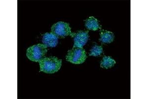 Confocal immunofluorescent analysis of IL-8 antibody with HeLa cells followed by Alexa Fluor 488-conjugated goat anti-rabbit lgG (green). (IL-8 antibody  (AA 72-99))