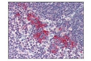 Image no. 1 for anti-Deoxyribonuclease II, Lysosomal (DNASE2) (AA 347-360) antibody (ABIN303255) (DNASE2 antibody  (AA 347-360))