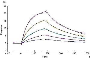 Anti-LILRB1 Antibody immobilized on CM5 Chip can bind Rhesus macaque LILRB1, hFc Tag with an affinity constant of 47.