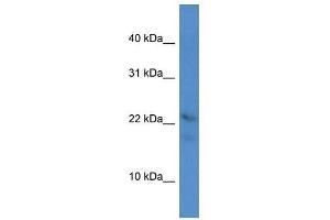 Western Blot showing Omp antibody used at a concentration of 1. (OMP antibody  (C-Term))