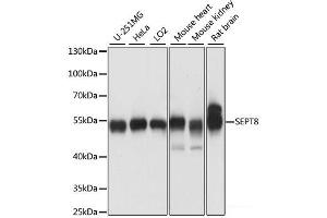 Western blot analysis of extracts of various cell lines using SEPT8 Polyclonal Antibody at dilution of 1:1000. (Septin 8 antibody)