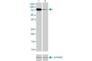 Western blot analysis of MFN2 over-expressed 293 cell line, cotransfected with MFN2 Validated Chimera RNAi (Lane 2) or non-transfected control (Lane 1).