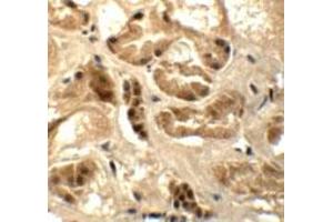 Immunohistochemical staining of human kidney cells with ATAD3B polyclonal antibody  at 5 ug/mL. (ATAD3B antibody  (C-Term))