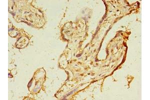 Immunohistochemistry of paraffin-embedded human placenta tissue using ABIN7173091 at dilution of 1:100 (TMEM165 antibody  (AA 173-228))