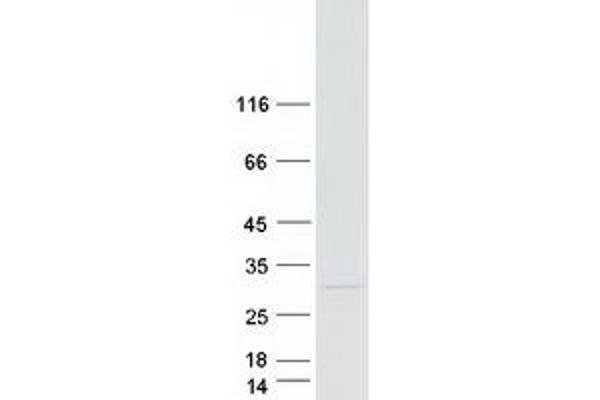 AMELY Protein (Myc-DYKDDDDK Tag)