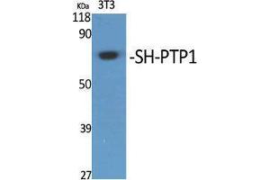 Western Blotting (WB) image for anti-Protein-tyrosine Phosphatase 1C (PTPN6) (Thr48) antibody (ABIN3186952) (SHP1 antibody  (Thr48))