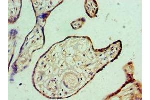 Immunohistochemistry of paraffin-embedded human placenta tissue using ABIN7156734 at dilution of 1:100 (IL1RAP antibody  (AA 21-356))