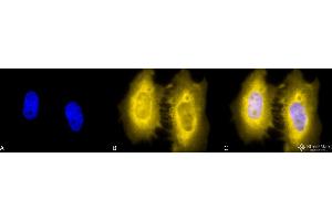 Immunocytochemistry/Immunofluorescence analysis using Rat Anti-HSF2 Monoclonal Antibody, Clone 3E2 .