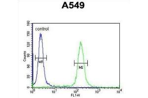 Flow Cytometry (FACS) image for anti-Kelch-Like 9 (KLHL9) antibody (ABIN3002256)
