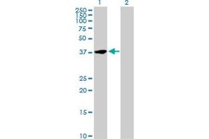 Western Blot analysis of NFYC expression in transfected 293T cell line by NFYC MaxPab polyclonal antibody. (NFYC antibody  (AA 1-335))