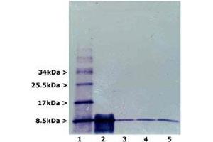 Western blot analysis of RPS27A using RPS27A monoclonal antibody, clone Ubi-1 . (RPS27A antibody)