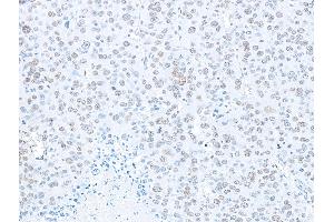 Immunohistochemistry (IHC) image for anti-Splicing Factor Proline/glutamine-Ric (SFPQ) (AA 225-275) antibody (ABIN7453761) (SFPQ antibody  (AA 225-275))