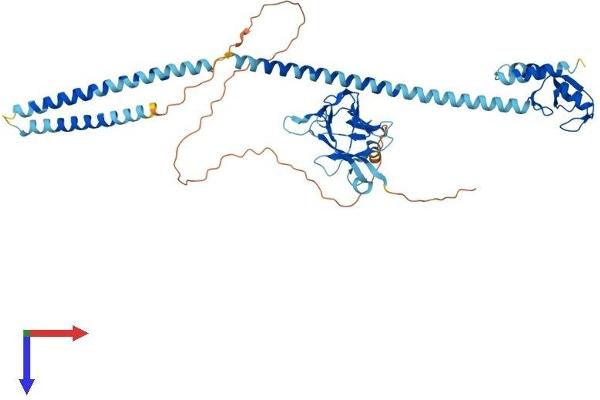 RNF8 Protein (AA 1-488) (His tag)
