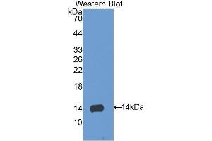 Western Blotting (WB) image for anti-S100 Calcium Binding Protein A9 (S100A9) (AA 1-113) antibody (ABIN1078515)