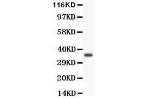 Anti- FOXM1 antibody, Western blotting All lanes: Anti FOXM1  at 0. (FOXM1 antibody  (AA 411-763))