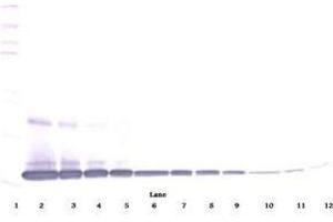 Image no. 6 for anti-Interleukin 1 alpha (IL1A) antibody (ABIN465499)