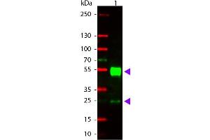 Western Blot of Goat anti-Mouse IgG Rhodamine Conjugated Antibody.