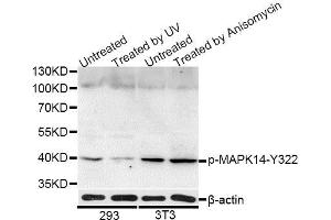 Western blot analysis of extracts of 293 and NIH/3T3 cells, using Phospho-MAPK14-Y322 antibody (ABIN5969909) at 1/1000 dilution.