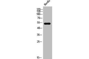 Western Blot analysis of HuvEc cells using Phospho-DAPK3 (T265) Polyclonal Antibody (DAPK3 antibody  (pThr265))