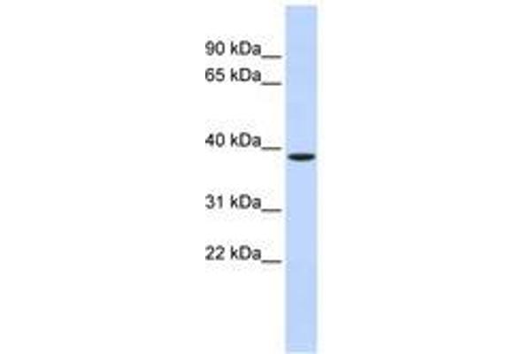 ZFPL1 antibody  (C-Term)