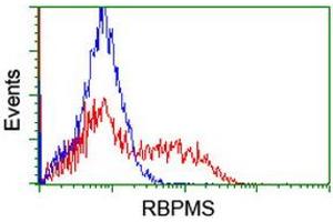 Image no. 8 for anti-RNA Binding Protein with Multiple Splicing (RBPMS) antibody (ABIN1500642)