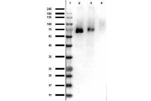 Western Blot Results of Rabbit Anti-RONpY1353 Antibody.