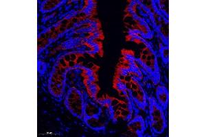 Immunofluorescence of paraffin embedded rat colon using CD13 (ABIN7072989) at dilution of 1: 1000 (CD13 antibody)