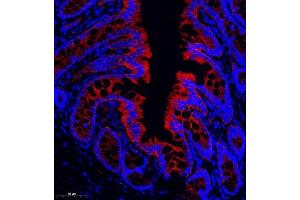 Immunofluorescence of paraffin embedded rat colon using CD13 (ABIN7072989) at dilution of 1: 1000 (CD13 antibody)