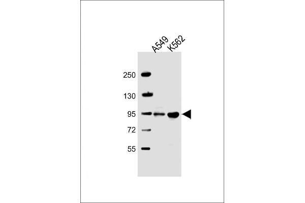 ARHGAP27 antibody  (AA 198-226)