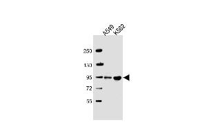 All lanes : Anti-SH3D20 Antibody (Center) at 1:2000 dilution Lane 1: A549 whole cell lysate Lane 2: K562 whole cell lysate Lysates/proteins at 20 μg per lane.