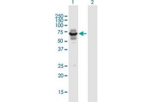 Western Blot analysis of LIN9 expression in transfected 293T cell line by LIN9 MaxPab polyclonal antibody. (LIN9 antibody  (AA 1-558))