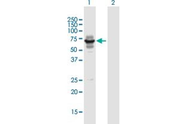 LIN9 Antikörper  (AA 1-558)