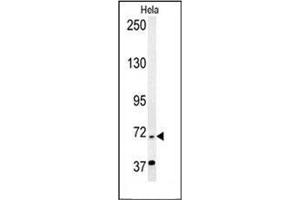 Western blot analysis of RAD26L Antibody (N-term) in Hela cell line lysates (35ug/lane). (ERCC6L2 antibody  (N-Term))