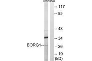 Western blot analysis of extracts from K562 cells, using BORG1 Antibody.
