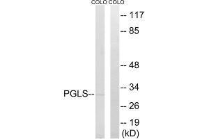 Western blot analysis of extracts from COLO cells, using PGLS antibody. (PGLS antibody  (C-Term))
