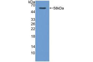 Figure. (Calpain S1 antibody  (AA 1-268))