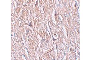 Immunohistochemistry (IHC) image for anti-Leucine Rich Repeat Transmembrane Neuronal 4 (LRRTM4) (Middle Region) antibody (ABIN1030989) (LRRTM4 antibody  (Middle Region))