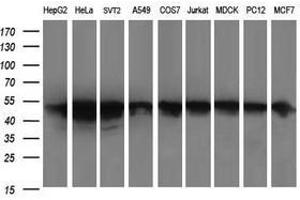 Image no. 2 for anti-Zinc Finger and SCAN Domain Containing 21 (Zscan21) antibody (ABIN1501865) (ZSCAN21 antibody)