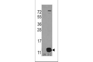 Western blot analysis of PHPT1 (arrow) using rabbit polyclonal PHPT1 Antibody (Human C-term). (PHPT1 antibody  (C-Term))
