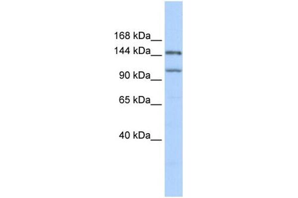 PRDM9 Antikörper  (Middle Region)