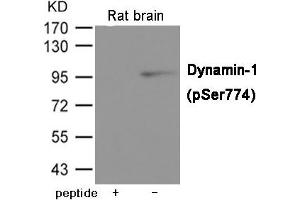 Western blot analysis of extracts from Rat brain tissue using Dynamin-1 (Phospho-Ser774) Antibody. (Dynamin 1 antibody  (pSer774))