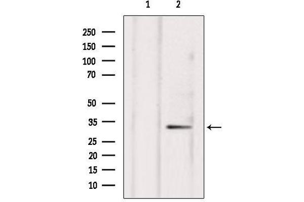 Neurexophilin 4 antibody  (Internal Region)