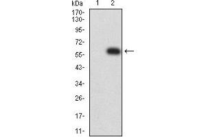 Western blot analysis using TNFRSF6B mAb against HEK293 (1) and TNFRSF6B (AA: 30-300)-hIgGFc transfected HEK293 (2) cell lysate.