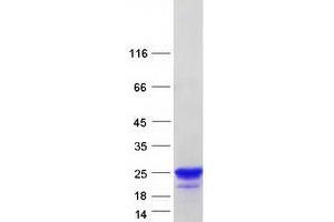 Validation with Western Blot (EFCC1 Protein (Myc-DYKDDDDK Tag))