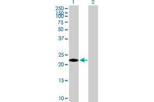 Western Blot analysis of TSC22D3 expression in transfected 293T cell line by TSC22D3 MaxPab polyclonal antibody.