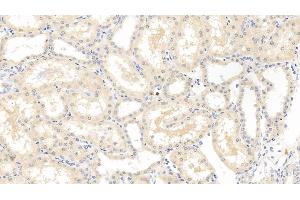 Detection of VEGF165 in Porcine Kidney Tissue using Monoclonal Antibody to Vascular Endothelial Growth Factor 165 (VEGF165) (VEGF 165 (AA 28-191) antibody)