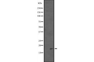 Western blot analysis of PDCD5 expression in EL4 cell lysate ;,The lane on the left is treated with the antigen-specific peptide. (PDCD5 antibody  (C-Term))