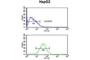 Flow Cytometry (FACS) image for anti-WD Repeat Domain 43 (WDR43) antibody (ABIN3002363) (WDR43 antibody)
