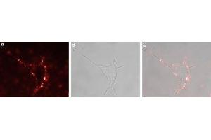 Expression of VPAC2 in rat PC12 cells - Cell surface detection of VPAC2 in live intact rat pheochromocytoma (PC12) cells. (VIPR2 antibody  (Extracellular))