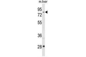 Western blot analysis of ACSS2 Antibody (N-term) in mouse liver tissue lysates (35 µg/lane). (ACSS2 antibody  (N-Term))